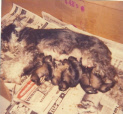 nanny & pups 1.jpg
