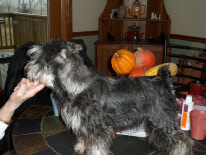 Charlie 5 months.jpg