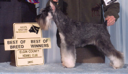 Cricket Elgin County 2005.jpg