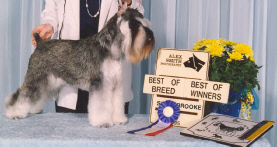 Gadjet Sherbrooke 1995.jpg